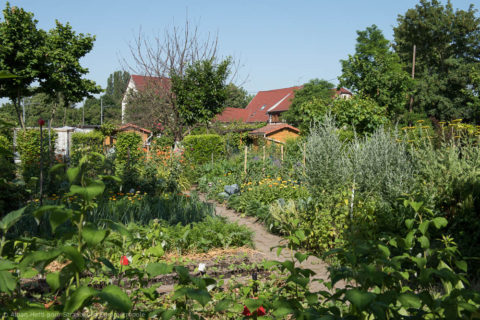 Venez participer à la 1ère édition de la Quinzaine des Jardins Partagés !