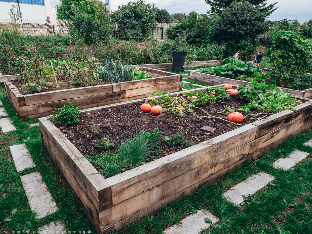 Quinzaine des jardins partagés - 27/09 au 11/10